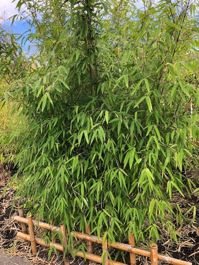 Bamboo Plant Selection, Seattle, WA — Bamboo Collective Plant Nursery